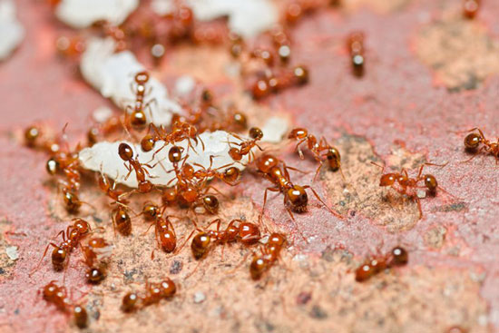 Как избавиться от рыжих муравьёв в квартире?